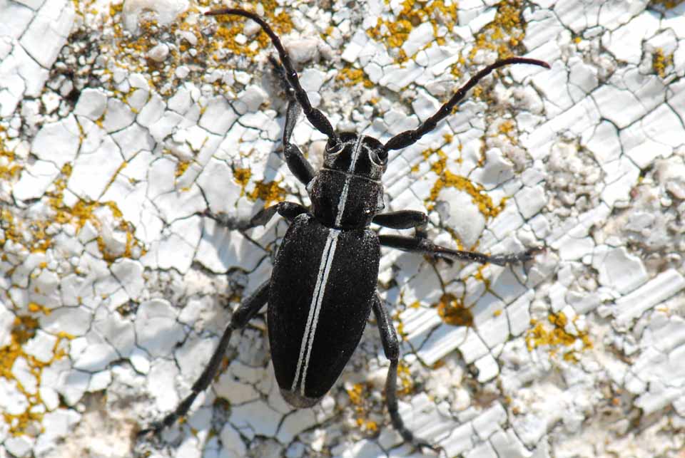 Coleottero  da identificare: Dorcadion arenarium